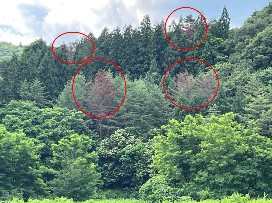 松くい虫被害木参考写真 松くい虫被害木参考写真
