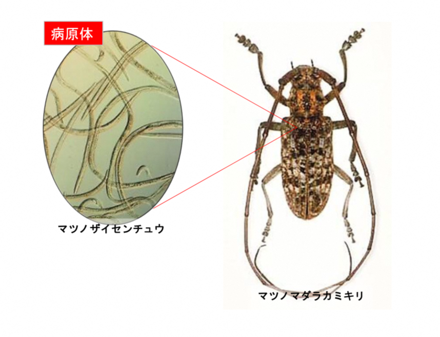 マツノザイセンチュウ・マツノマダラカミキリ マツノザイセンチュウ・マツノマダラカミキリ